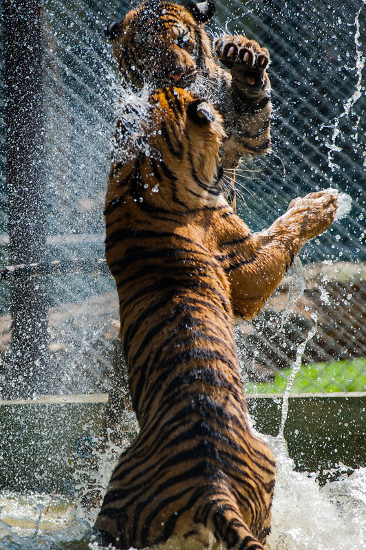 Chiang Mai - Tiger Kingdom